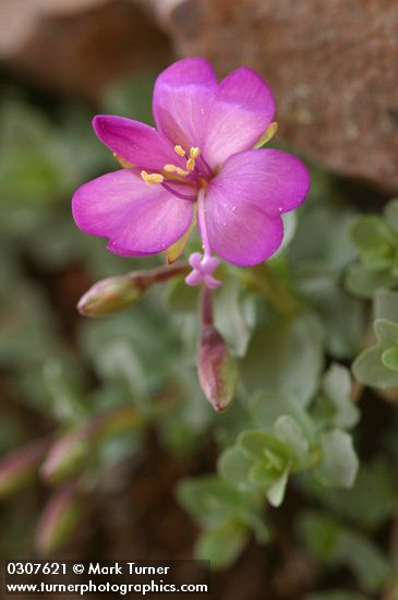 Epilobium obcordatum