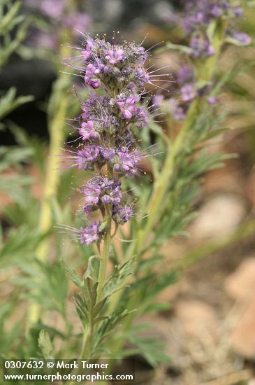 Phacelia sericea ssp. ciliosa