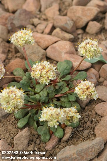 Cistanthe umbellata (Spraguea umbellata)