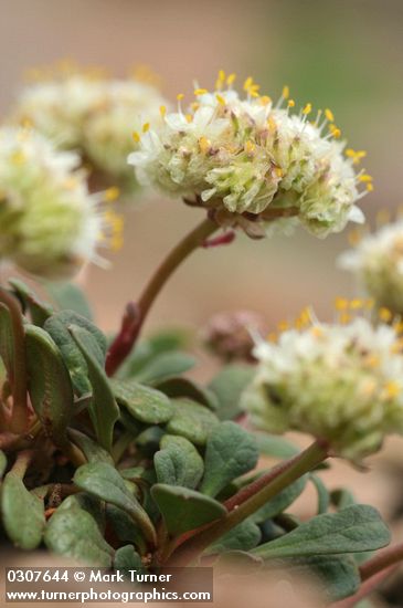 Cistanthe umbellata (Spraguea umbellata)