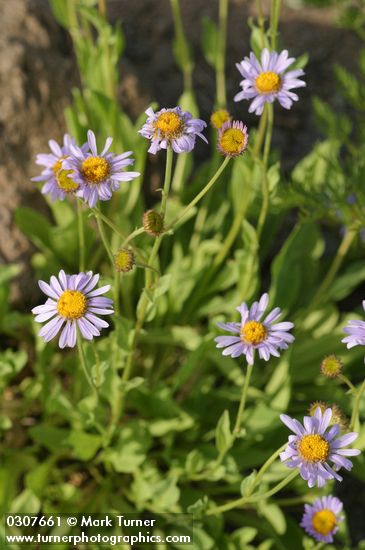 Erigeron peregrinus ssp. callianthemus