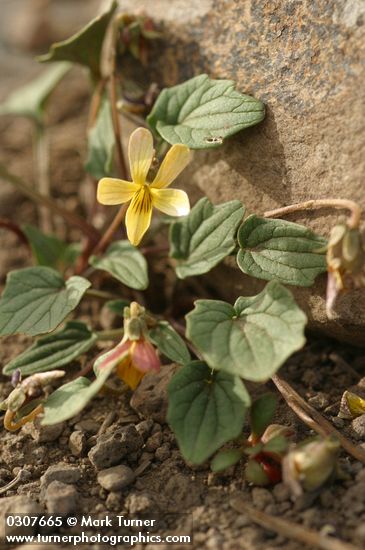 Viola purpurea