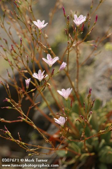 Lewisia columbiana var. wallowensis