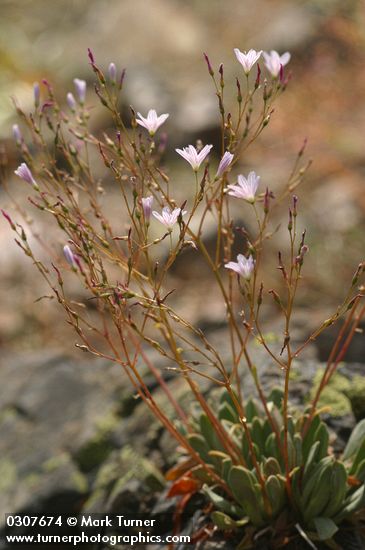 Lewisia columbiana var. wallowensis