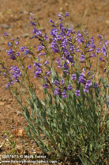 Penstemon venustus