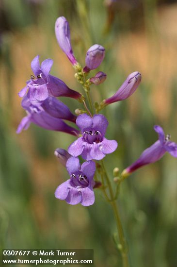 Penstemon venustus