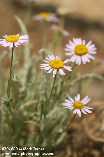 Erigeron eatonii var. villosus
