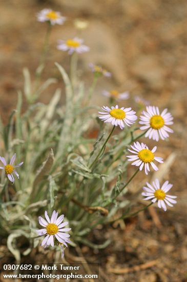 Erigeron eatonii var. villosus