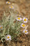 Eaton's Shaggy Daisy