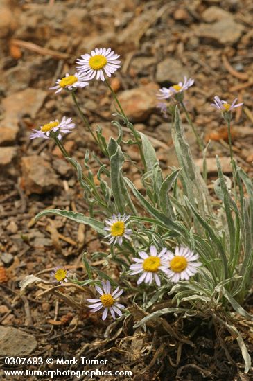 Erigeron eatonii var. villosus