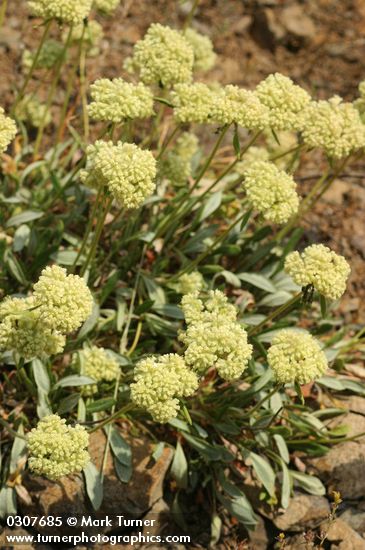 Eriogonum flavum