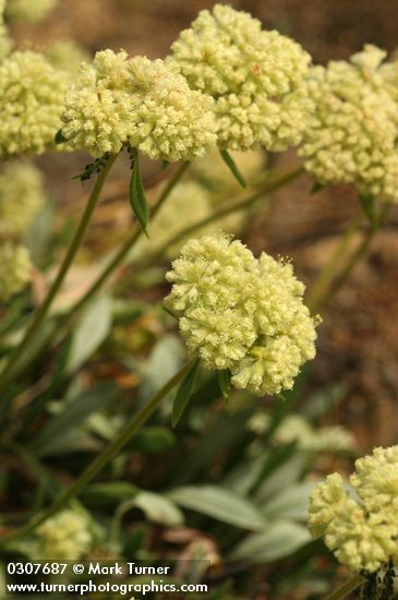 Eriogonum flavum