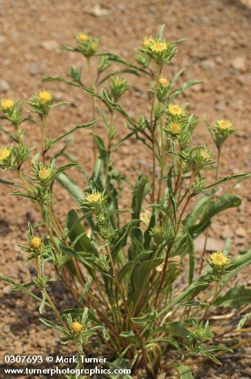 Pyrrocoma carthamoides (Happlopappus carthamoides)