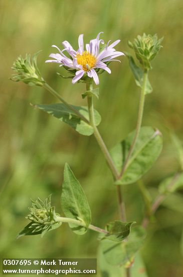 Symphyotrichum campestre var. campestre (Aster campestris)