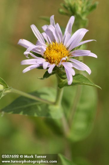 Symphyotrichum campestre var. campestre (Aster campestris)