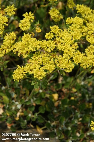 Eriogonum umbellatum