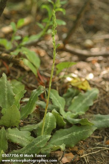 Goodyera oblongifolia