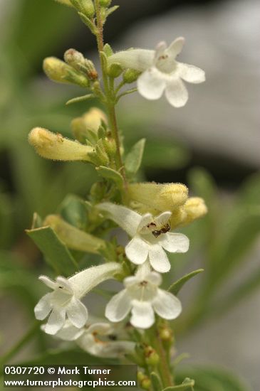 Penstemon deustus