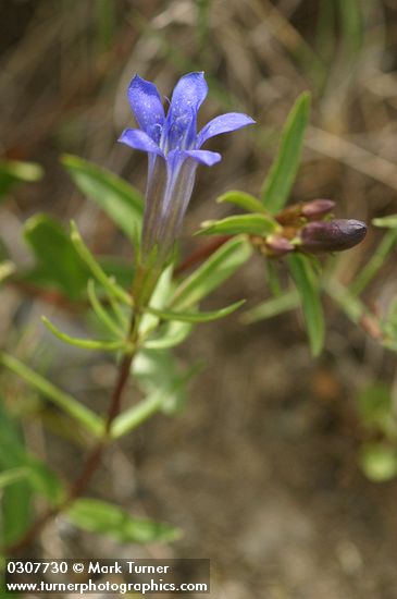 Gentiana calycosa