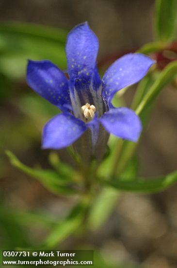Gentiana calycosa