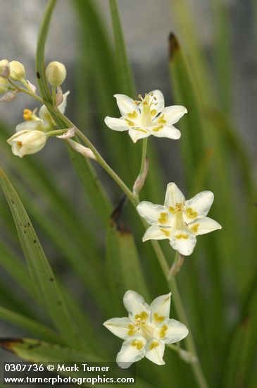 Zigadenus elegans