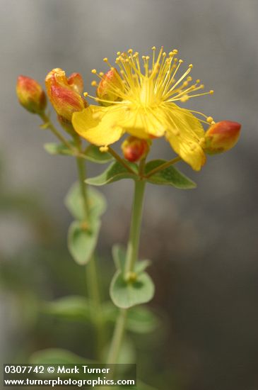 Hypericum scouleri ssp. nortoniae