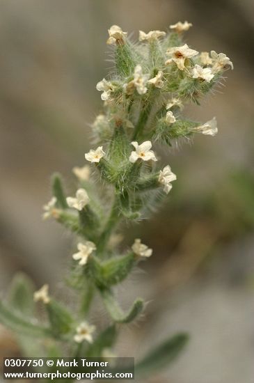 Cryptantha celosioides