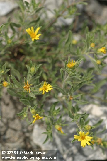 Heterotheca villosa var. minor (Chrysopsis villosa var. hispida)