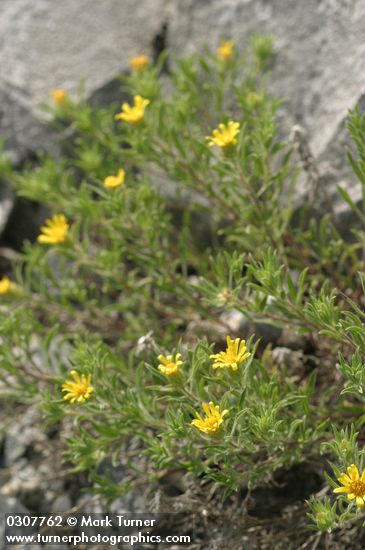Heterotheca villosa var. minor (Chrysopsis villosa var. hispida)