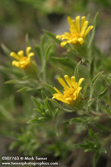 Heterotheca villosa var. minor (Chrysopsis villosa var. hispida)
