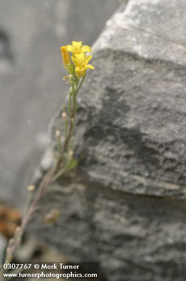 Draba stenoloba