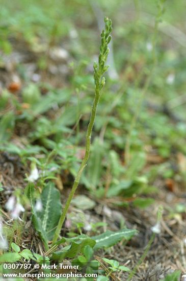 Goodyera oblongifolia