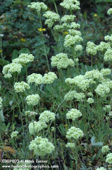 Eriogonum heracleoides