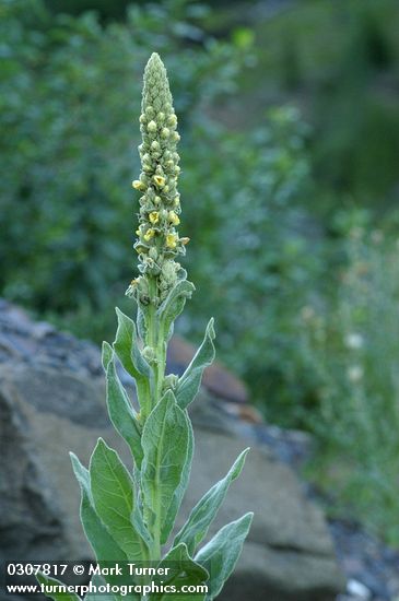 Verbascum thapsus
