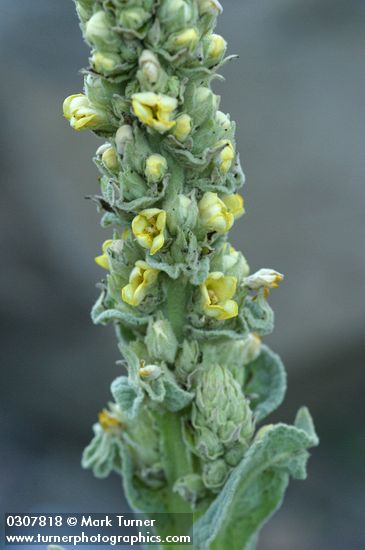 Verbascum thapsus