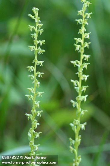 Piperia unalascensis