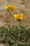 Woolly Haplopappus