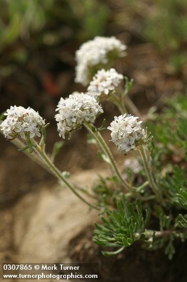 Ipomopsis congesta ssp. congesta (Gilia congesta)
