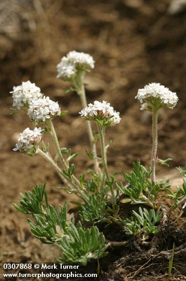 Ipomopsis congesta ssp. congesta (Gilia congesta)