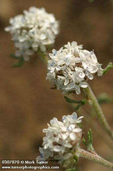Ipomopsis congesta ssp. congesta (Gilia congesta)