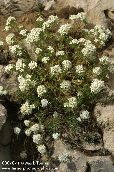 Linanthus nuttallii; Ipomopsis congesta ssp. congesta