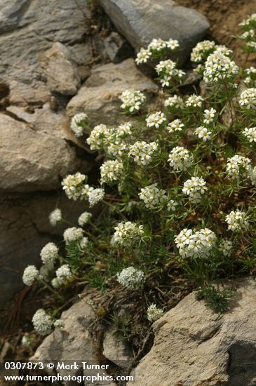 Linanthus nuttallii; Ipomopsis congesta ssp. congesta