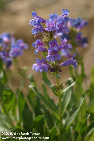 Penstemon payettensis