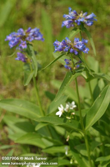 Penstemon globosus