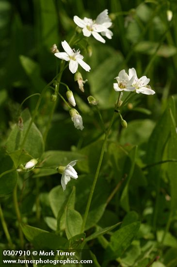 Claytonia cordifolia