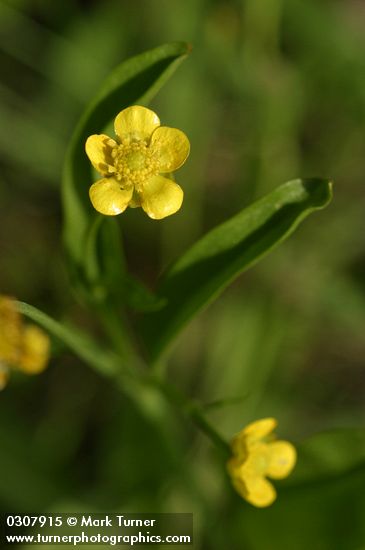 Ranunculus alismifolius var. alismifolius