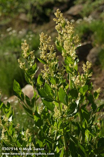 Polygonum phytolaccifolium