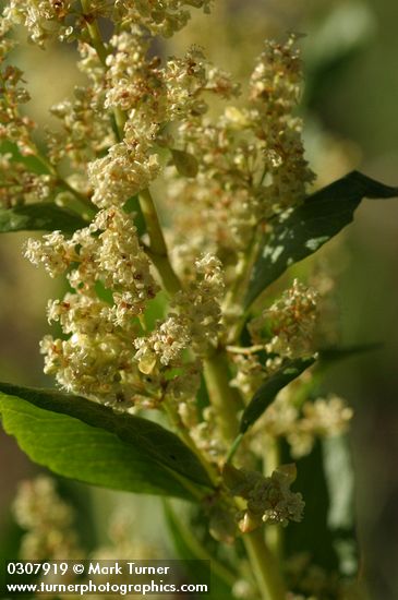 Polygonum phytolaccifolium