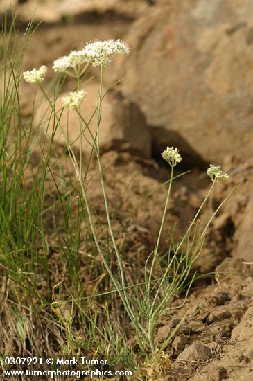 Lomatium cusickii