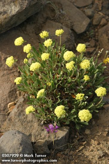 Eriogonum flavum